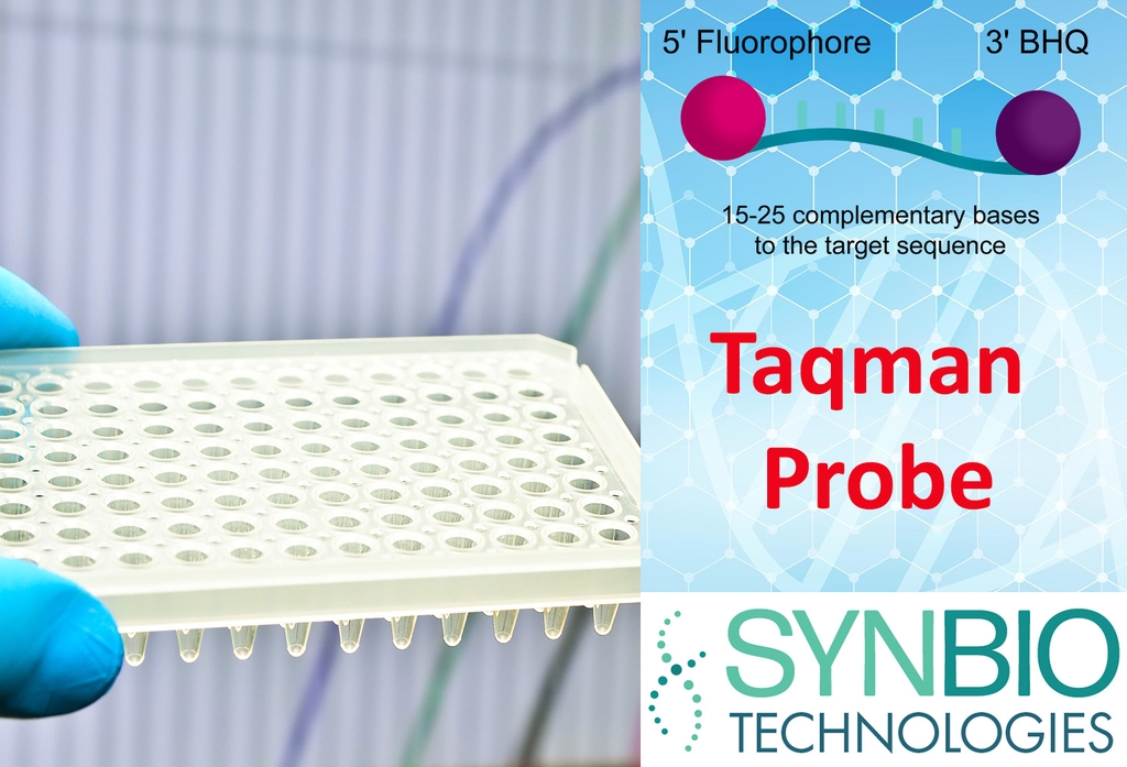 Đầu Dò Taqman - Taqman Probe