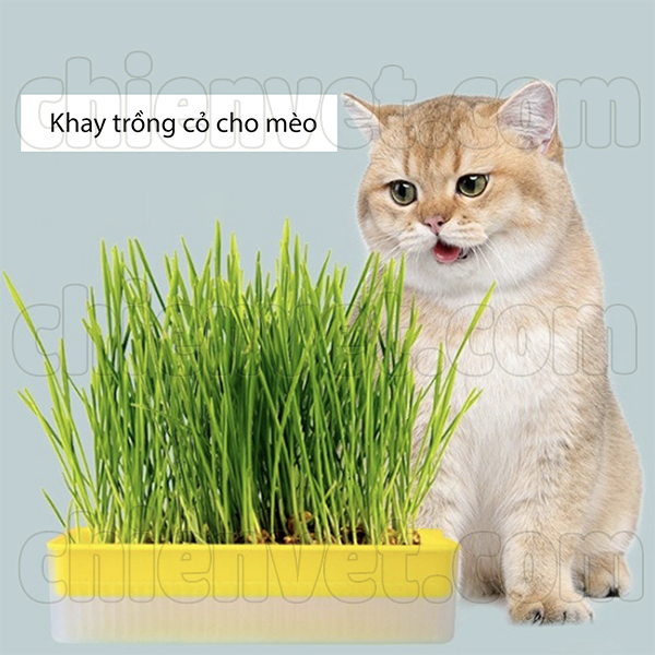 Khay và hạt cỏ trồng cho mèo