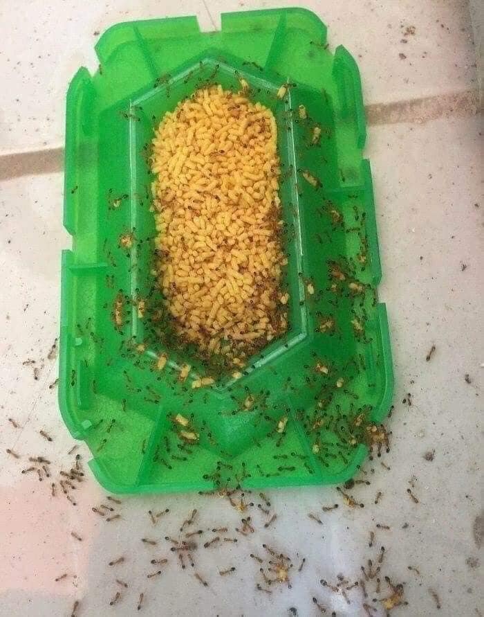 Hộp diệt kiến Super Arinosu Nhật Bản