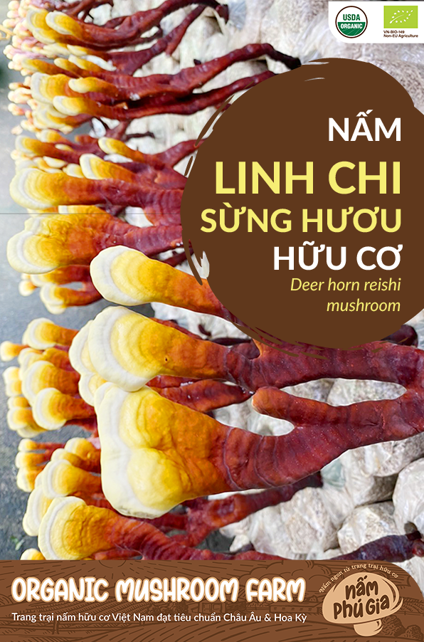 Nấm Linh Chi Sừng Hươu hữu cơ thái lát 200g