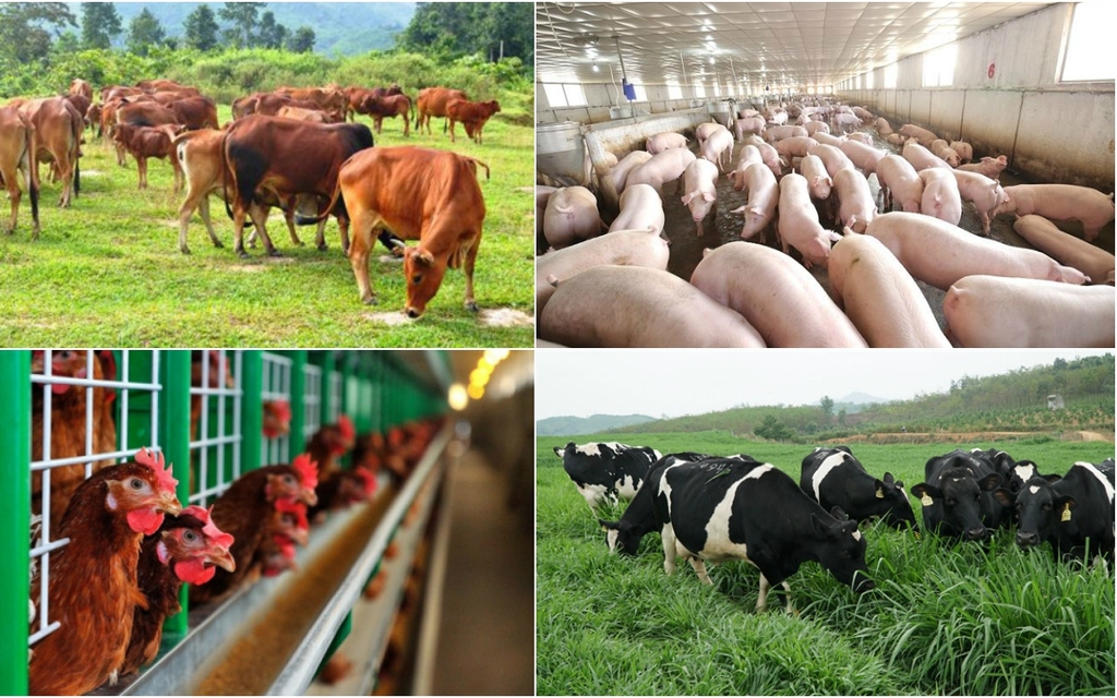 lò đốt rác thải chăn nuôi