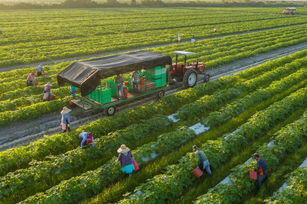 Organic là sản phẩm hữu cơ không sử dụng hóa chất