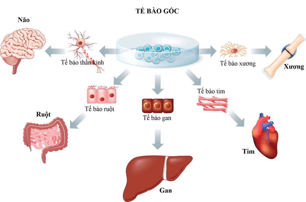 Công dụng của tế bào gốc đối với y học