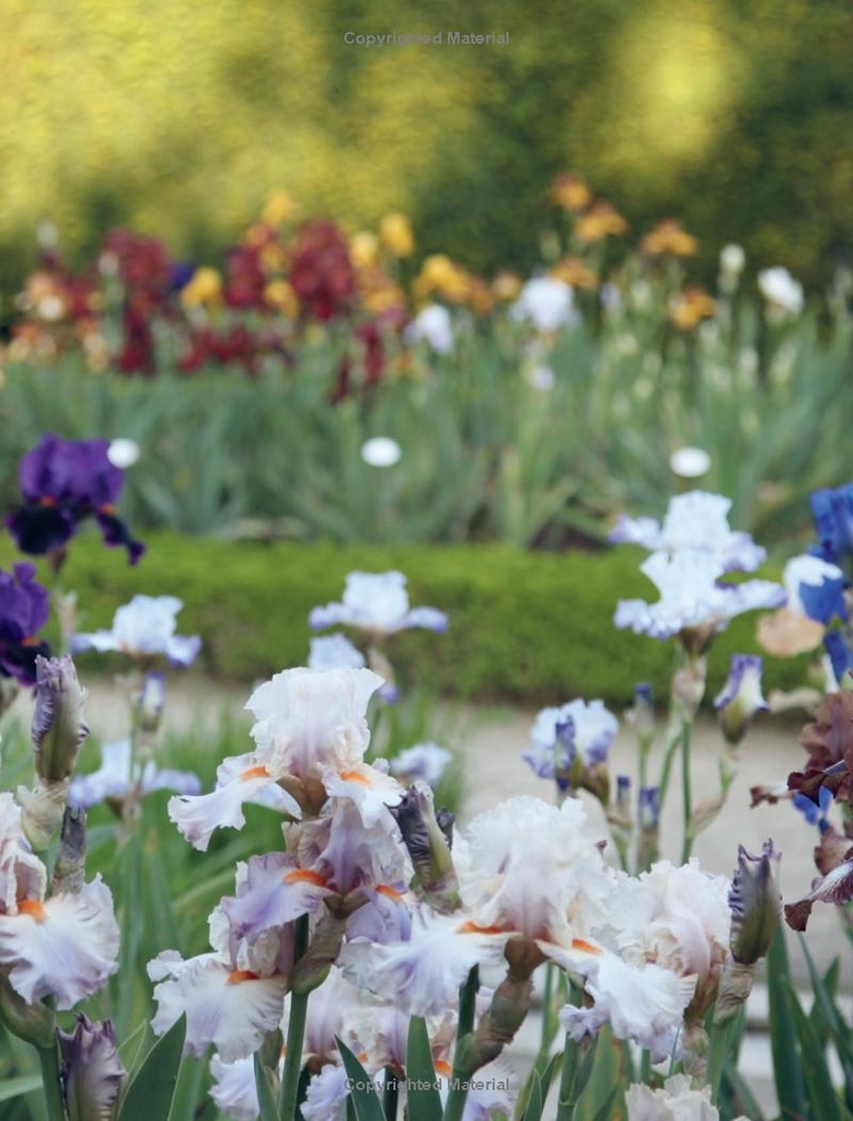 Charlotte Moss Flowers