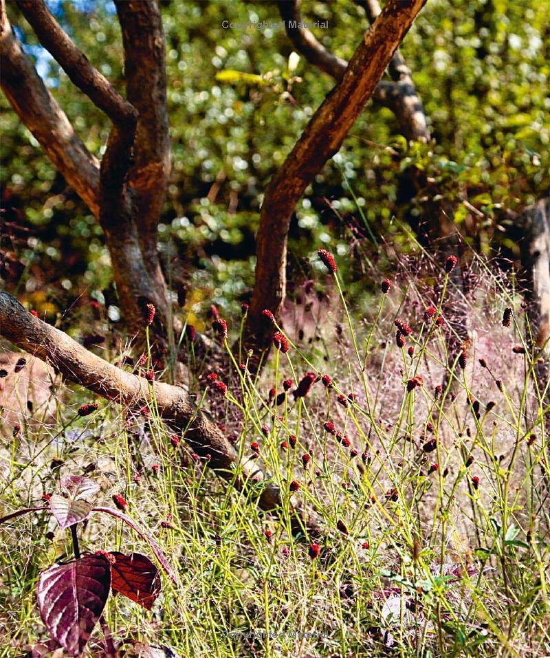 How to Create Your Garden: Ideas and Advice for Transforming Your Outdoor Space