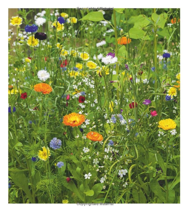 365 Days of Colour In Your Garden