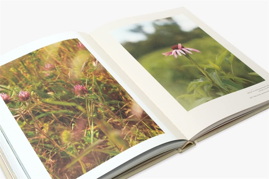 Plants for the people: a modern guide to plant medicine