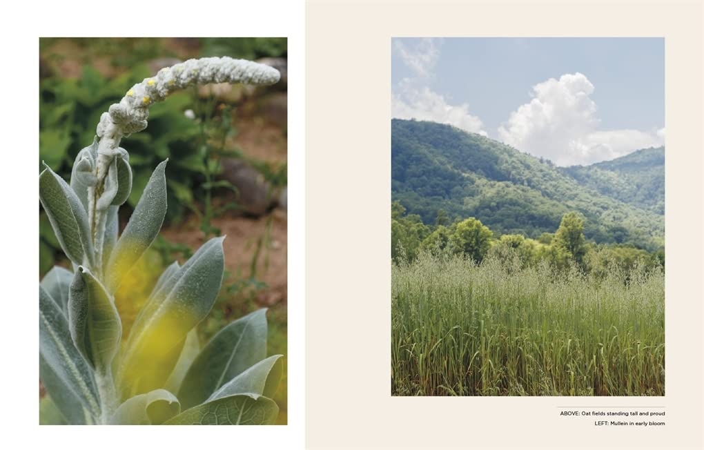 Plants for the people: a modern guide to plant medicine