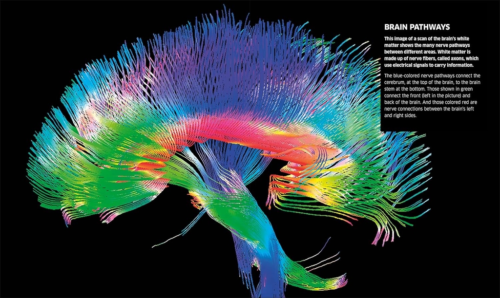 Knowledge Encyclopedia Human Body!