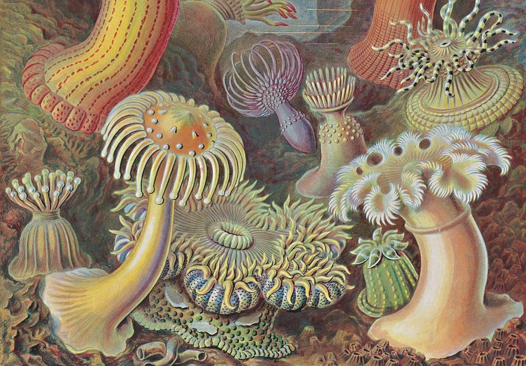 The Art and Science of Ernst Haeckel. 40th Ed.