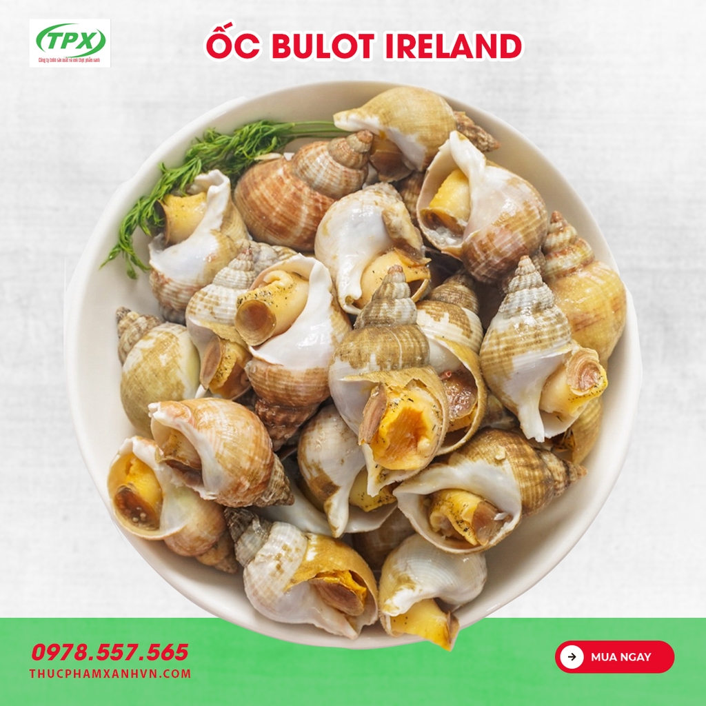 ỐC BULOT IRELAND SIZE 20/30