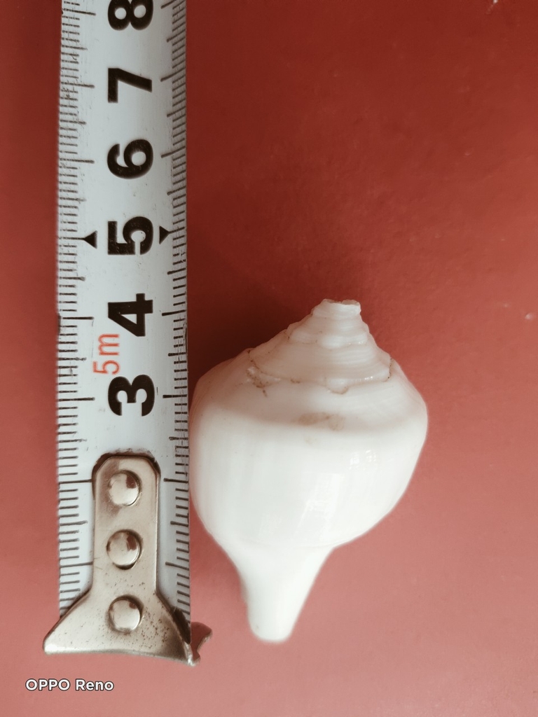 Ốc pháp loa (quay trái)