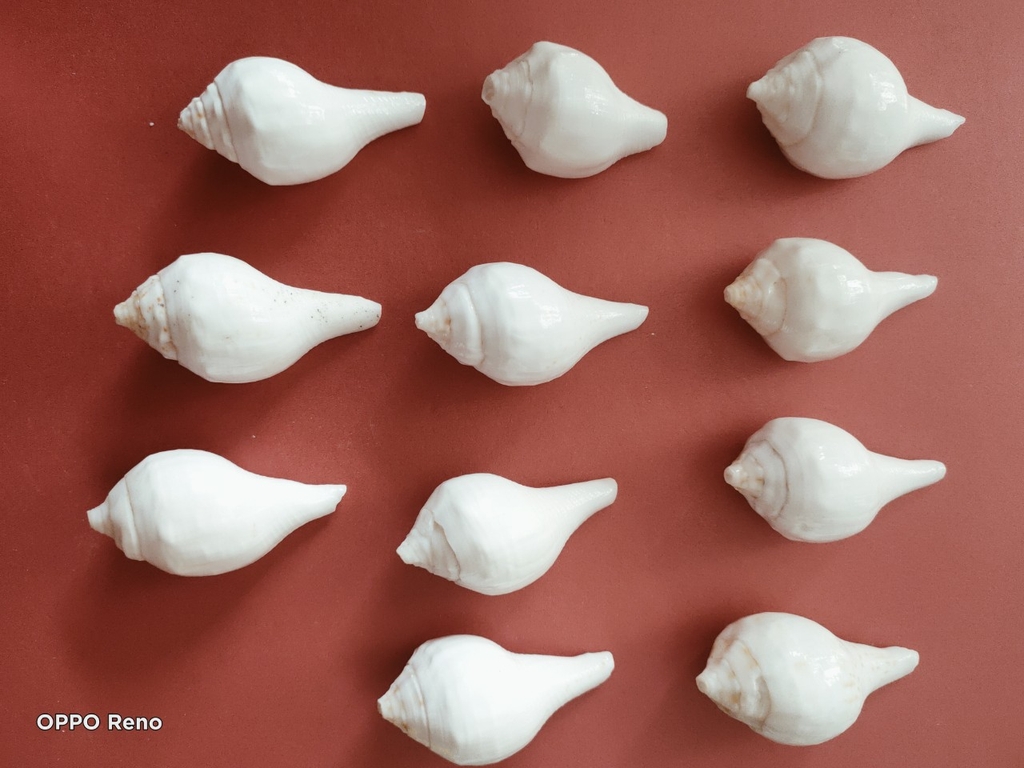 Ốc pháp loa (quay trái)