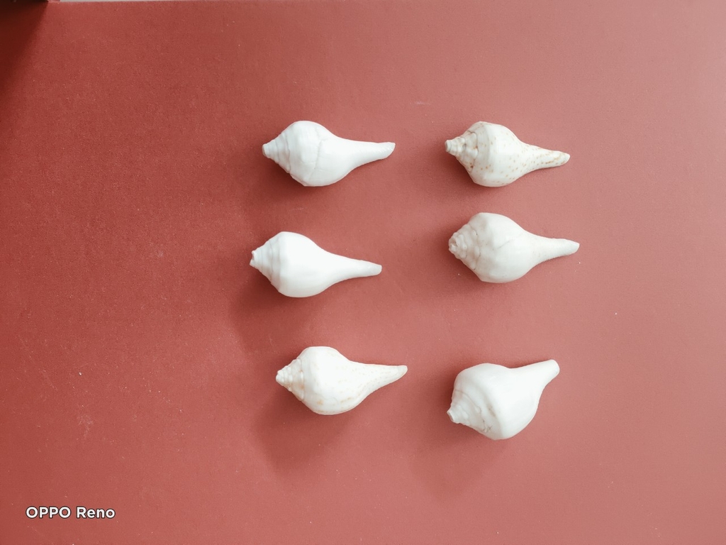 Ốc pháp loa (quay trái)