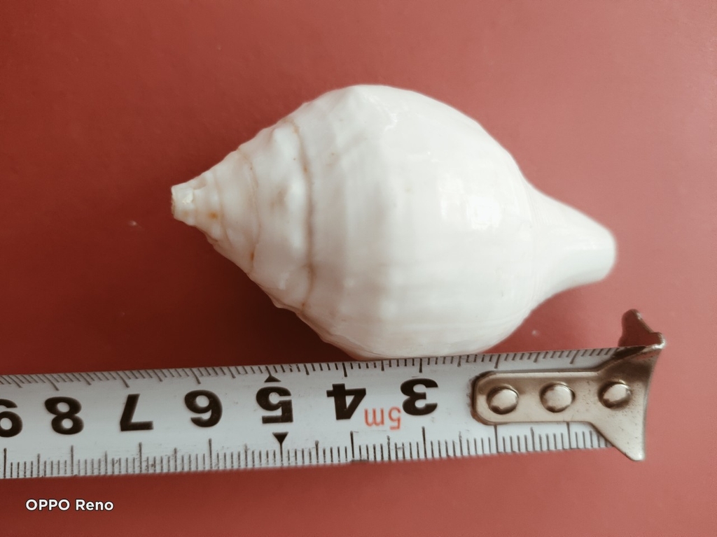 Ốc pháp loa (quay trái)