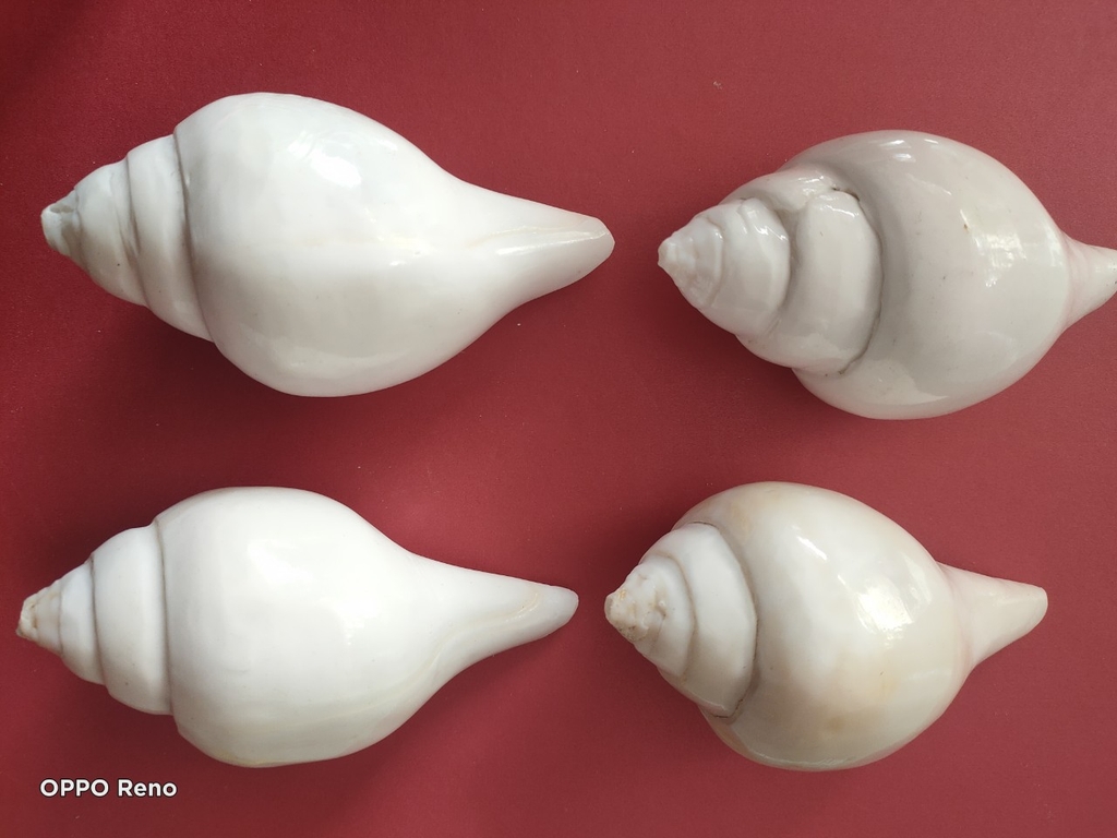 Ốc pháp loa (quay trái)