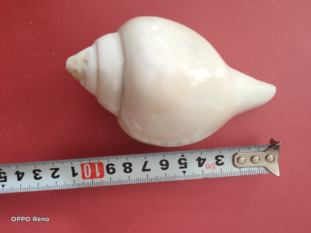 Ốc pháp loa (quay trái)