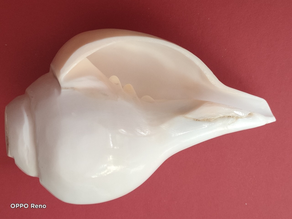 Ốc pháp loa (quay trái)