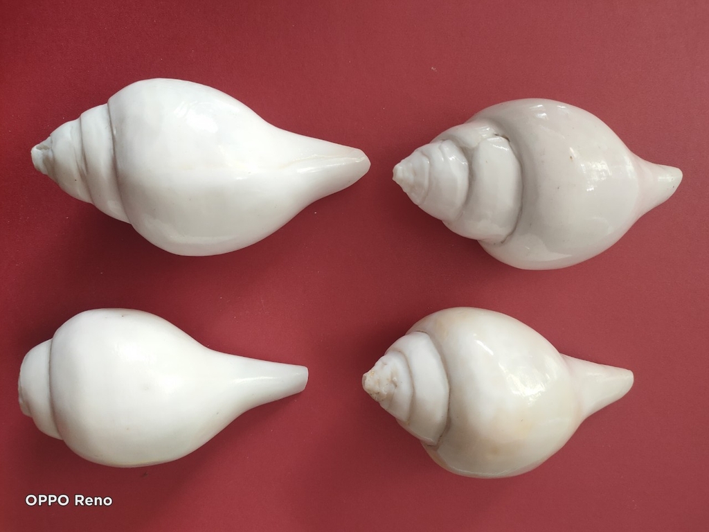 Ốc pháp loa (quay trái)