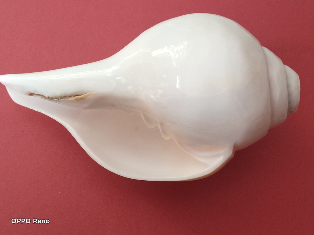 Ốc pháp loa (quay trái)