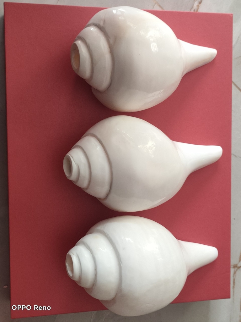 Ốc pháp loa (quay trái)