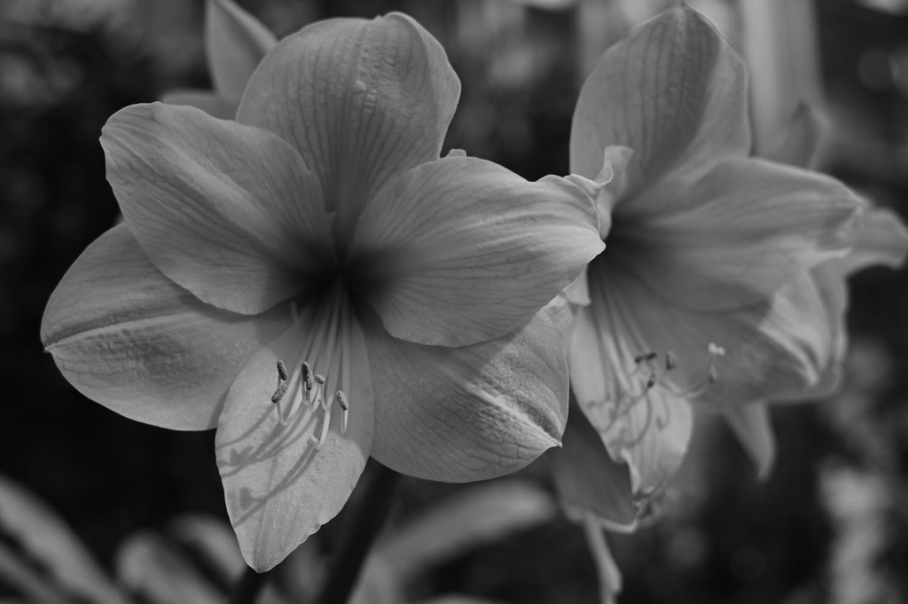 Voigtlander NOKTON D35mm F1.2 Nikon Z