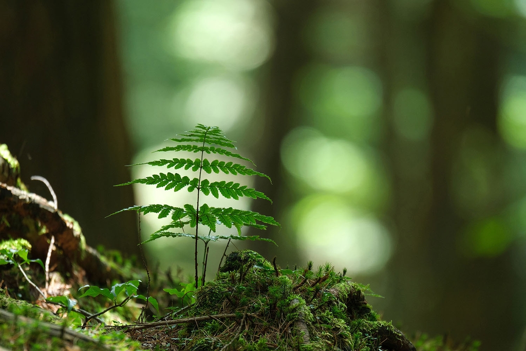 Tamron 150-500mm F/5-6.7 Di III VC VXD Sony E / Fuji X / Nikon Z - A057