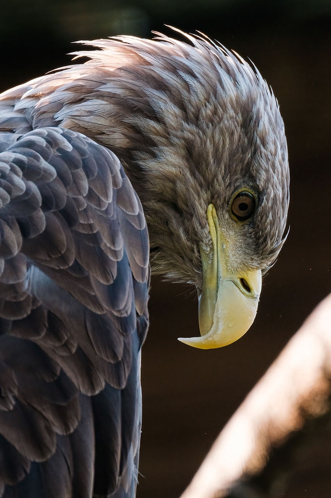 Tamron 150-500mm F/5-6.7 Di III VC VXD Sony E / Fuji X / Nikon Z - A057