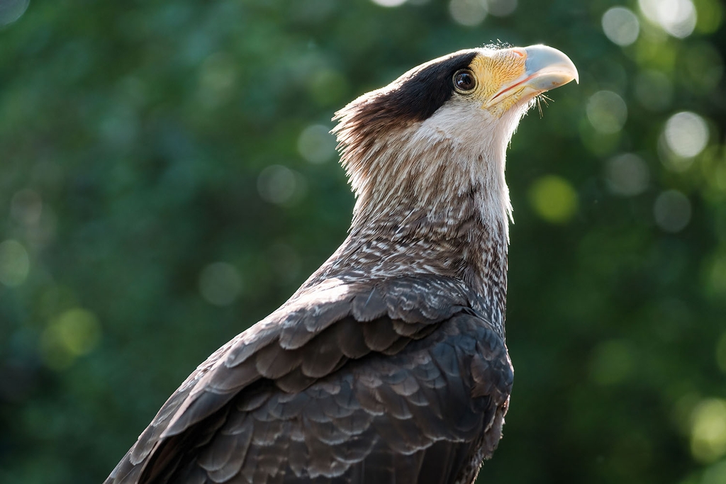 Tamron 150-500mm F/5-6.7 Di III VC VXD Sony E / Fuji X / Nikon Z - A057