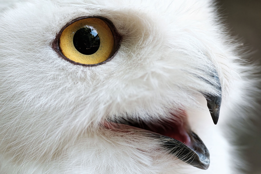 Tamron 150-500mm F/5-6.7 Di III VC VXD Sony E / Fuji X / Nikon Z - A057