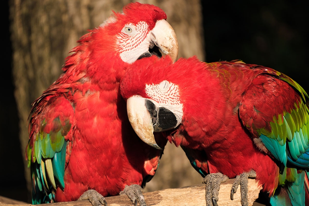 Tamron 18-300mm F/3.5-6.3 Di III-A VC VXD Sony E / Canon RF / Nikon Z / Fuji X - B061