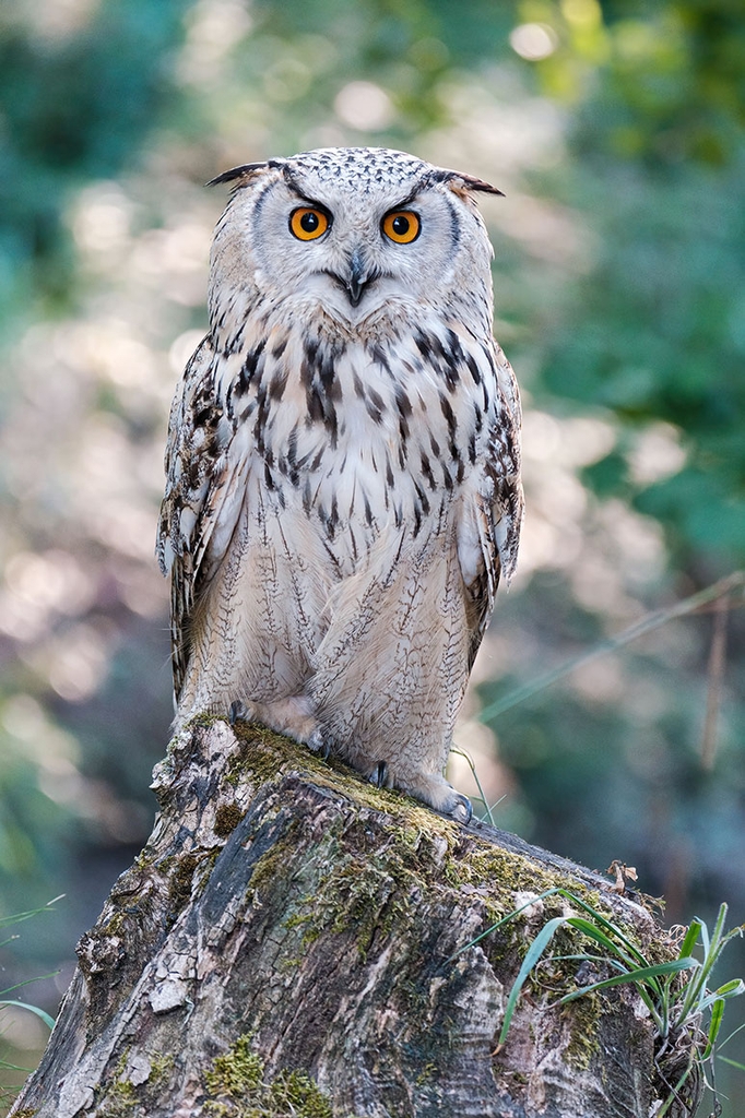 Tamron 150-500mm F/5-6.7 Di III VC VXD Sony E / Fuji X / Nikon Z - A057