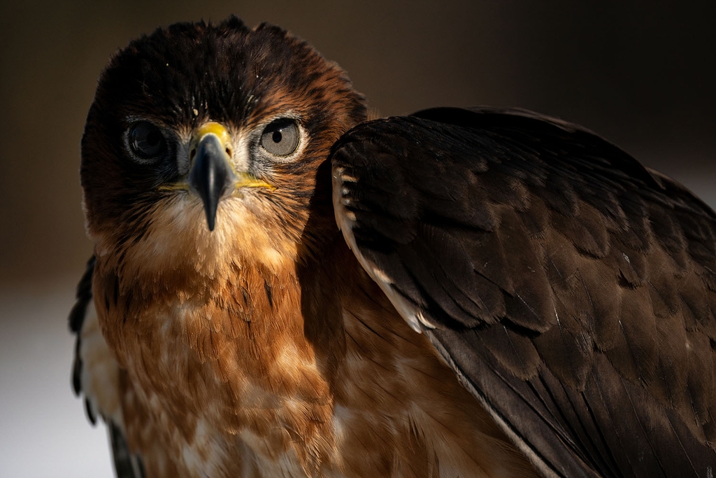 Tamron 150-500mm F/5-6.7 Di III VC VXD Sony E / Fuji X / Nikon Z - A057