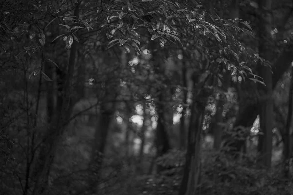 Voigtlander ULTRON 75mm F1.9 VM SC/MC