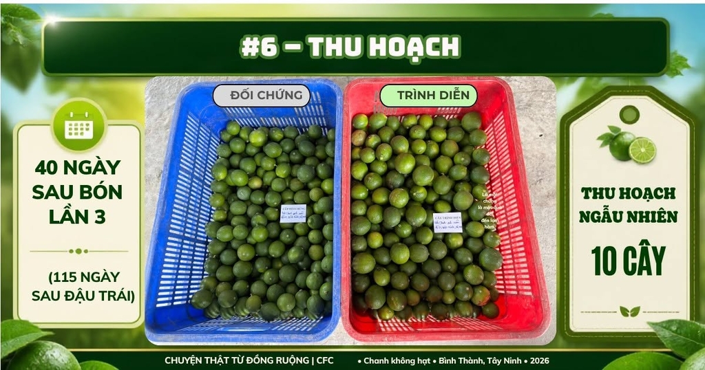 Chanh không hạt Tây Ninh: thu hoạch 10 cây, chênh lệch 6,5 kg