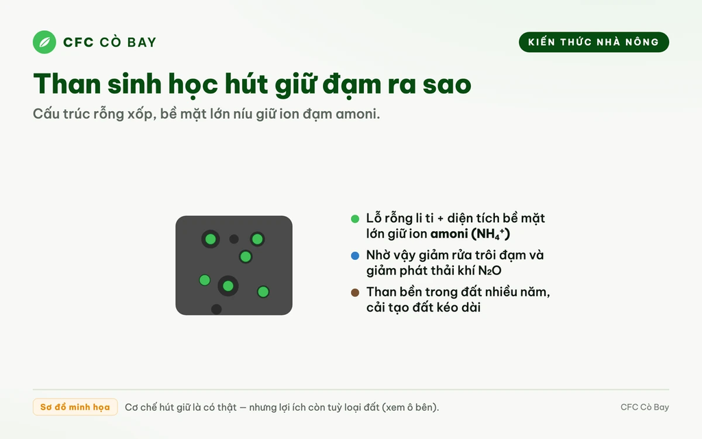 Than sinh học trộn trong phân có giữ được đạm lại trong đất không?