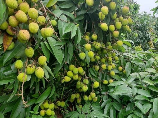 Xây dựng mô hình vải chuẩn hữu cơ đầu tiên của Bắc Giang