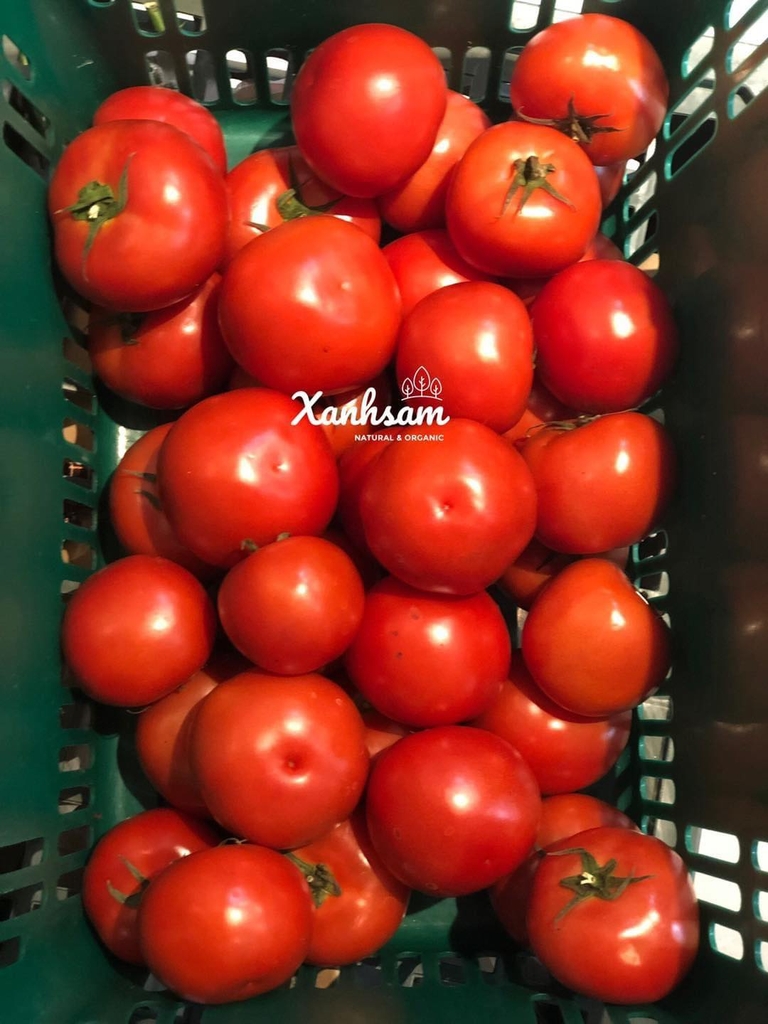 Cà chua hữu cơ - TCVN - Mai Linh Farm