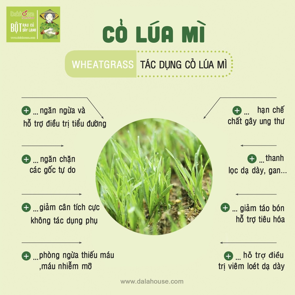 BỘT CỎ LÚA MÌ TỰ NHIÊN - Dalahouse - 3gx20 - Lâm Đồng