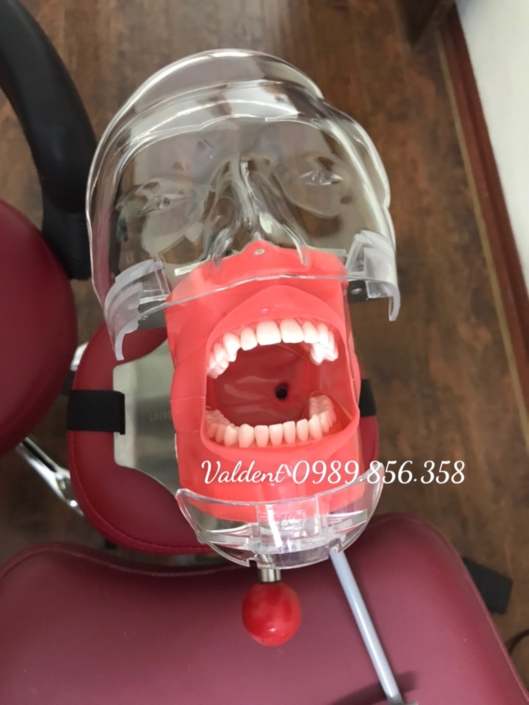 Mô hình thực hành nha khoa gắn ghế răng - Đầu Phantom thực hành nha khoa