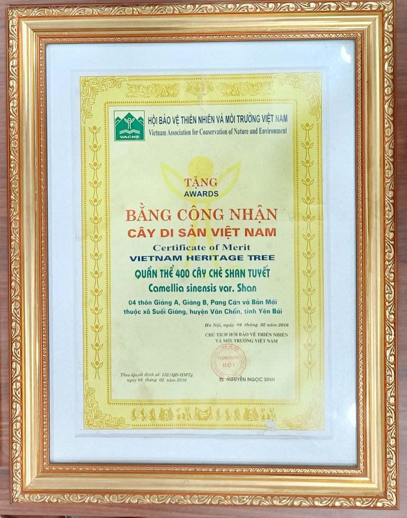 TRÀ SHAN TUYẾT CỔ THỤ -  DIỆP TRÀ 357G