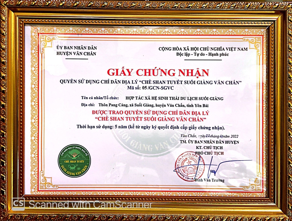 TRÀ SHAN TUYẾT CỔ THỤ - HOÀNG TRÀ 357G