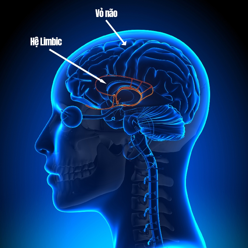 hệ limbic