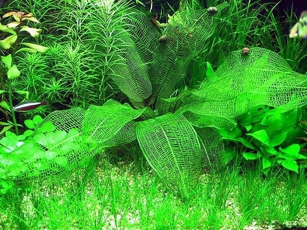 Cây Choi Lưới thủy sinh cực đẹp và độc đáo