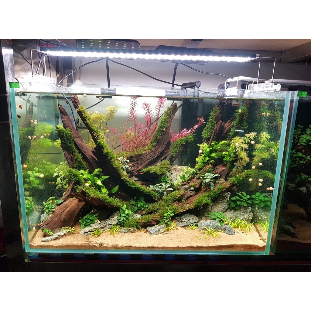 Đèn thủy sinh Deyao M Series RGB 3 in 1 đỏ cá không đỏ nước