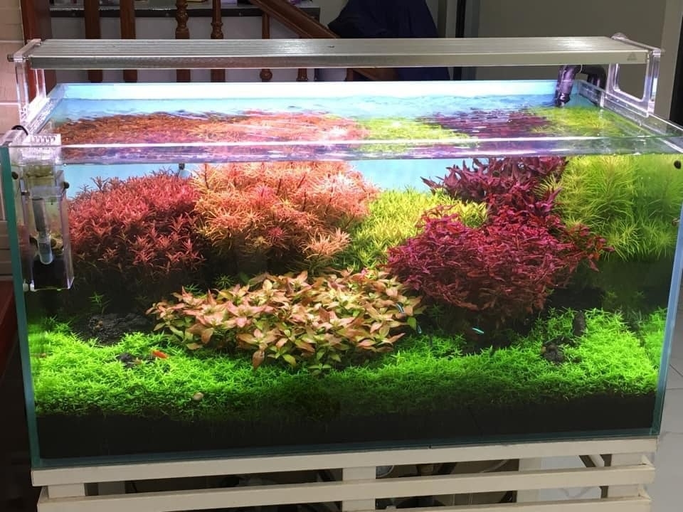 Đèn thủy sinh Week L Pro - Chỉnh APP led RGB-UV màu sắc siêu đẹp