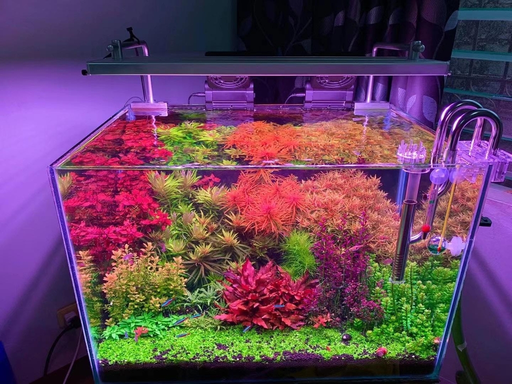 Đèn thủy sinh Week L Pro - Chỉnh APP led RGB-UV màu sắc siêu đẹp