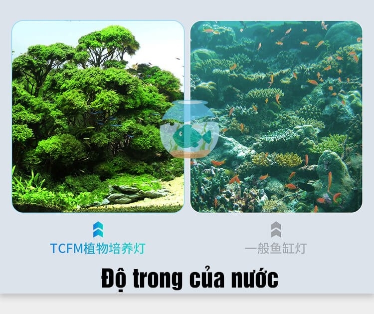 Đèn thủy sinh TCFM – Frok cho bể cá, hồ thủy sinh mini