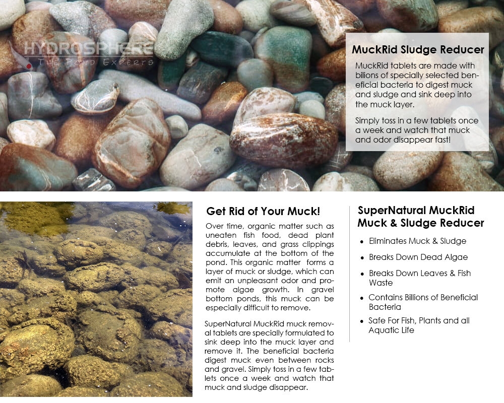 Vi sinh dị dưỡng Muckrid - Xử lý 17,99cm phân cá, thức ăn thừa, mùn hữu cơ