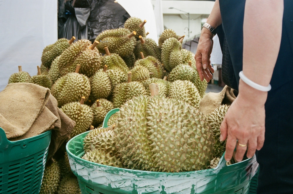 Sầu riêng thu hoạch trong giỏ